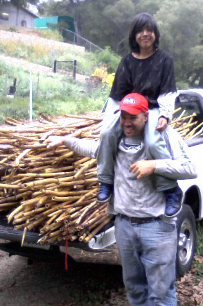 Cane Harvest
